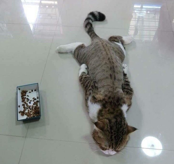 Photos of Animals That Can Help You Make It to the End of the Da