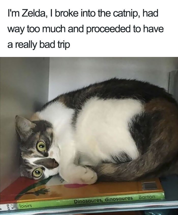 These Cats Were Publicly Shamed For Their Hilariously Crimes