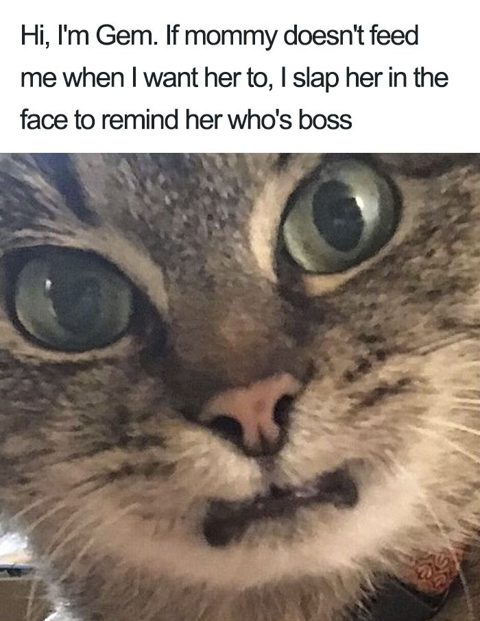 These Cats Were Publicly Shamed For Their Hilariously Crimes