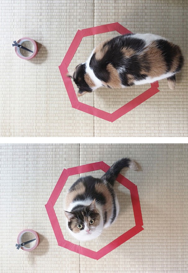 Hilarious Examples of Cat Logic