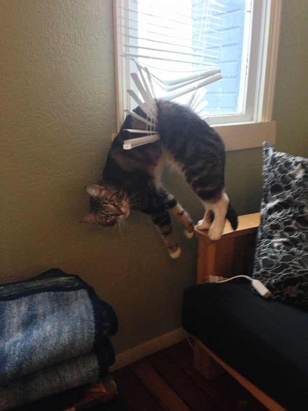 Cats Who Immediately Regretted Their Decisions