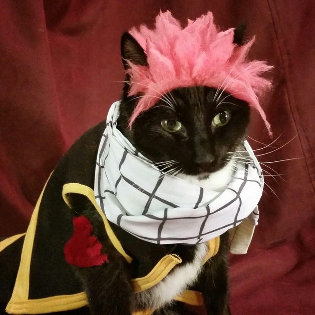 Cats Whose Anime Cosplay Is Better Than Yours