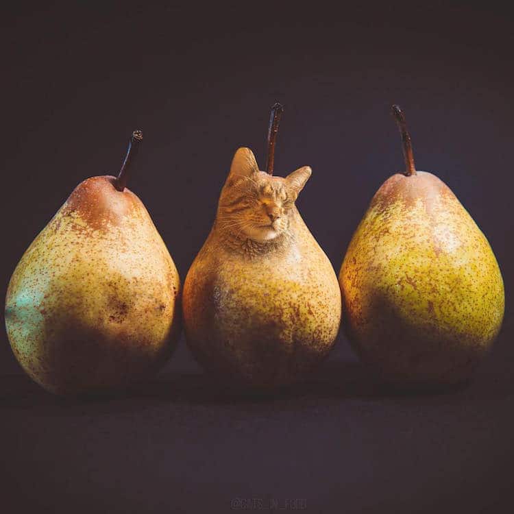 Russian Artist Photoshops Cats Into Food, and the Results Are Pu
