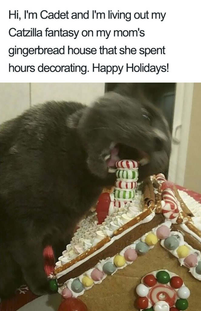 These Cats Were Publicly Shamed For Their Hilariously Crimes