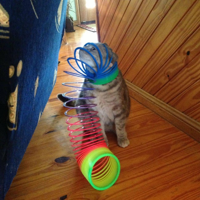 Animals that have really gotten themselves in funny situations