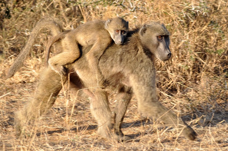 Chacma Baboons