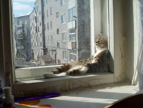 Pics That Prove Cats Can Sleep Purrretty Much Anywhere