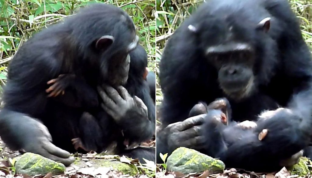 Chimpanzee