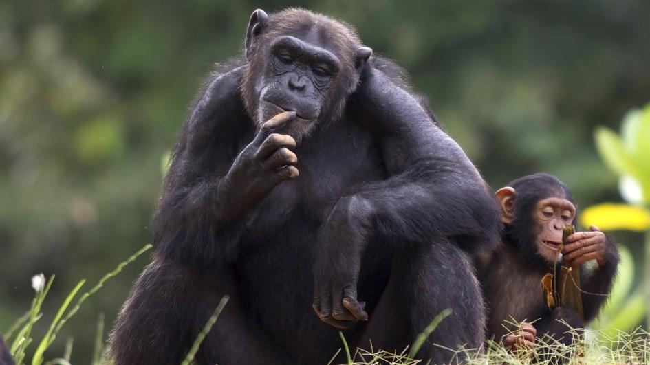 Chimpanzees