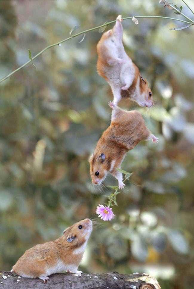 Most Adorable Examples of Animal Teamwork
