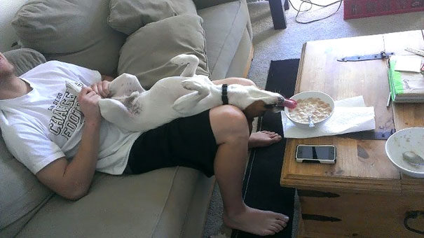 Funny Photos of Dogs Begging For Food That You Just Can’t Say No