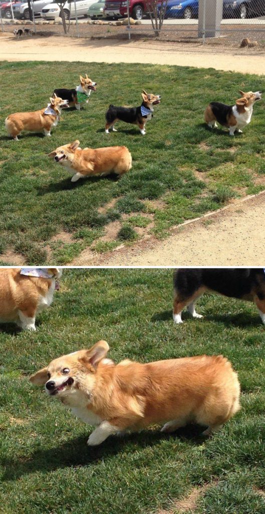 Hilariously Adorable Reasons Why the Queen Chose Corgis