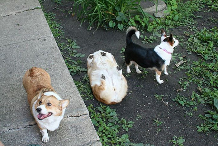 Hilariously Adorable Reasons Why the Queen Chose Corgis