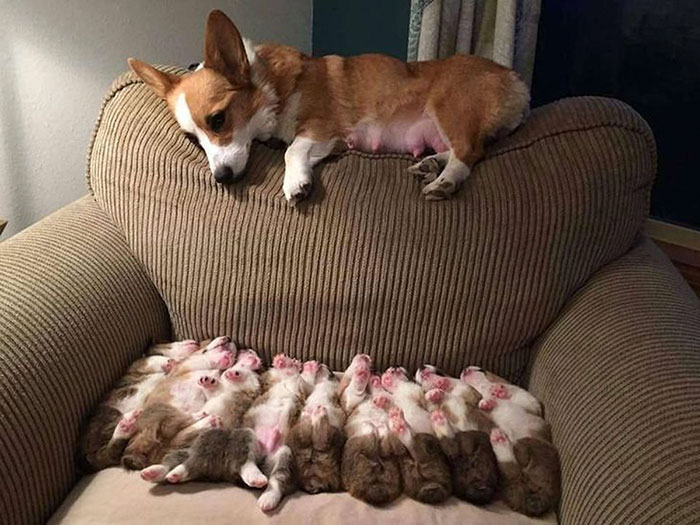 Hilariously Adorable Reasons Why the Queen Chose Corgis
