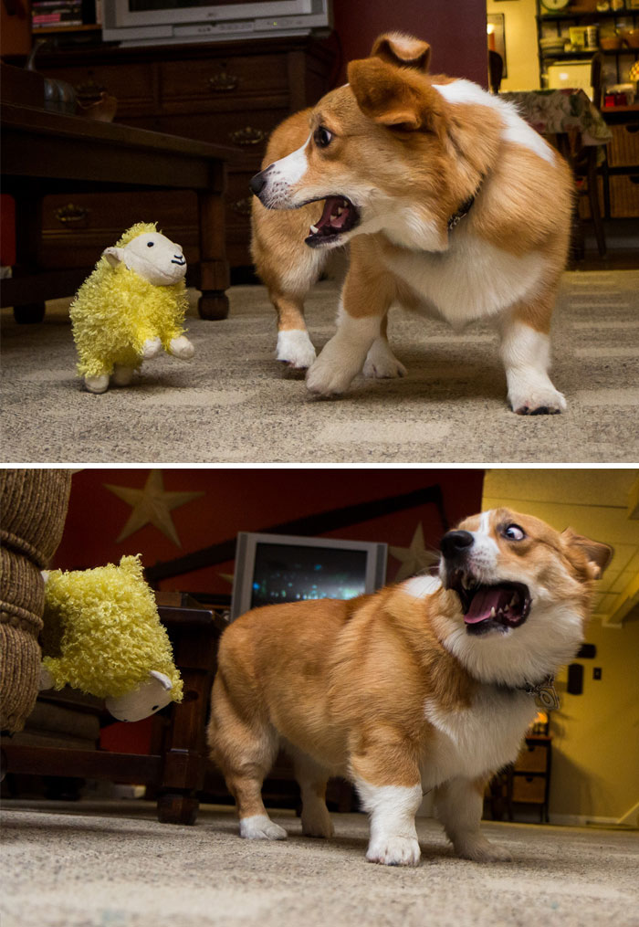 Hilariously Adorable Reasons Why the Queen Chose Corgis