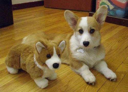 Cute Animals Side By Side With Toy Versions Of Themselves