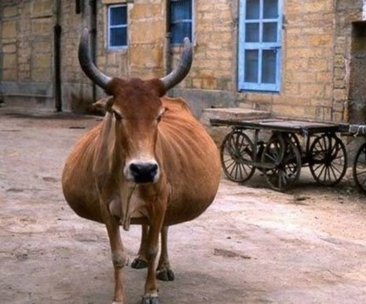 How Animals Look Before Giving Birth