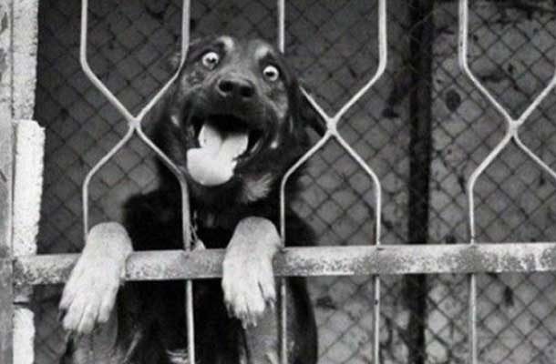 Animals That Can’t Hide Their Emotions Anymore