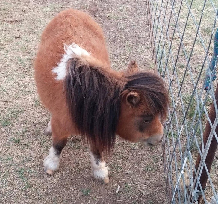 Animals With Adorable Quirks That Make Us Fall in Love With Them