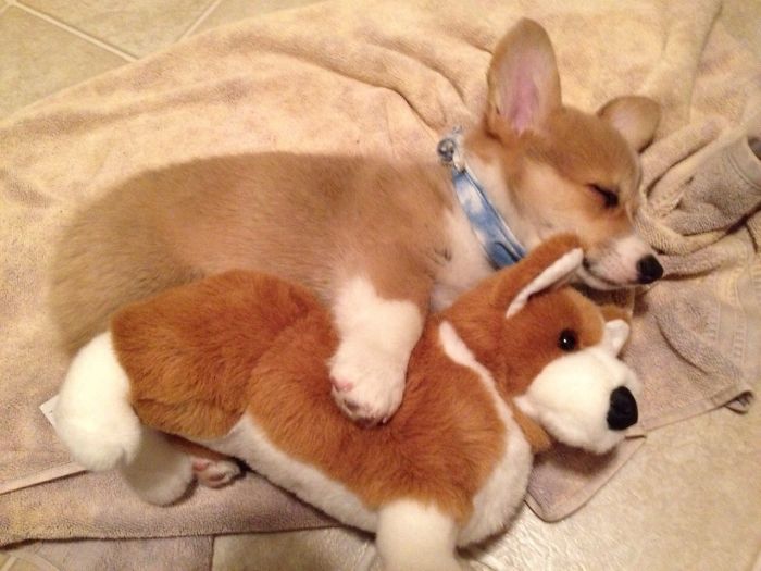 Hilariously Adorable Reasons Why the Queen Chose Corgis