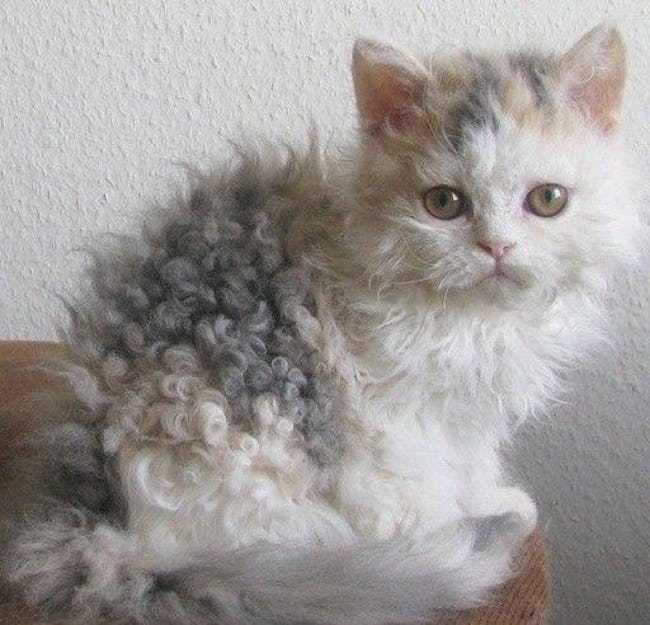 Cats Who Are Not Happy with Their New Hair Styles