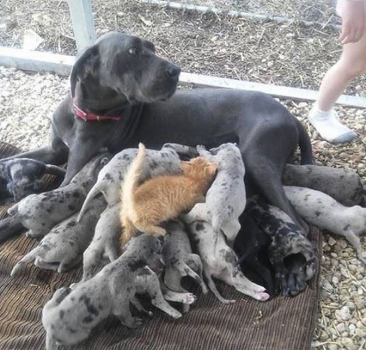 Friendships Between Cats And Dogs That Could Make Anyone smile
