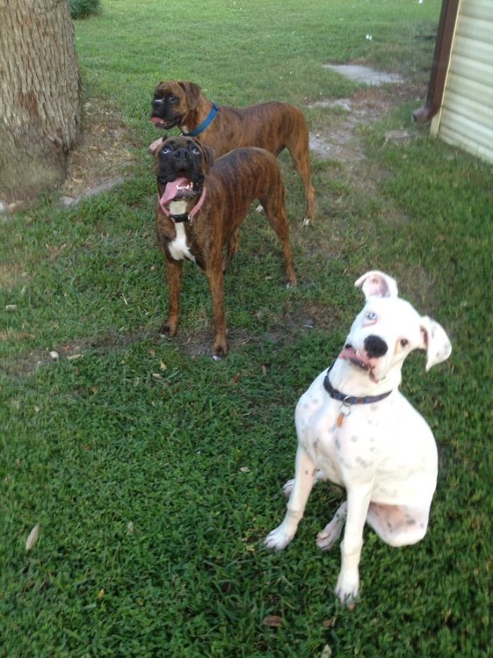 Hilarious Photos Proving Boxers Are both Weird and  Adorable