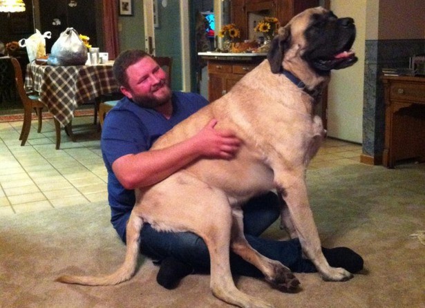 Big Dogs Who Think They're Lap Dogs