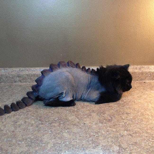 Cats Who Are Not Happy with Their New Hair Styles