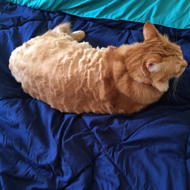 Cats Who Are Not Happy with Their New Hair Styles