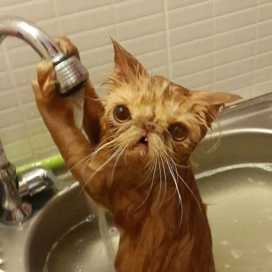 Crazy Cats That Actually Love Water