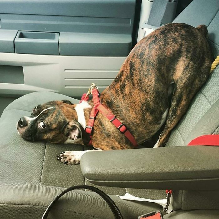 Hilarious Photos Proving Boxers Are both Weird and  Adorable