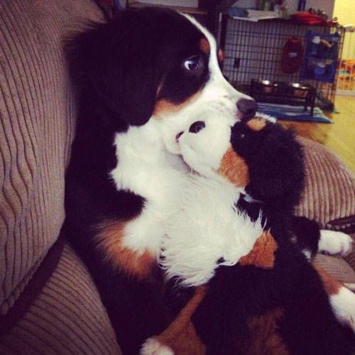 Cute Animals Side By Side With Toy Versions Of Themselves