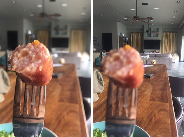 Funny Photos of Dogs Begging For Food That You Just Can’t Say No