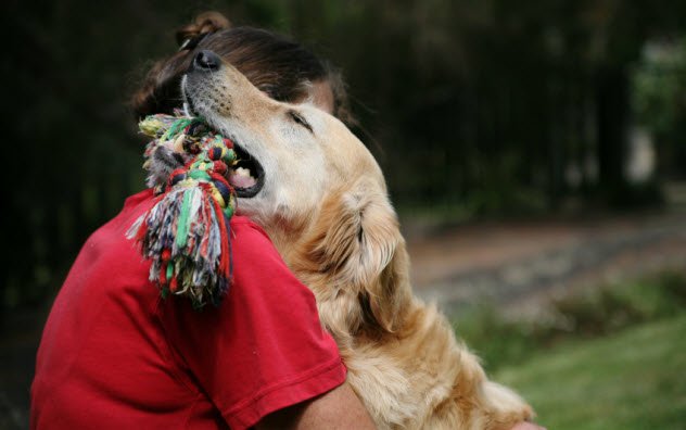 Dogs
