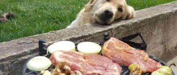 Funny Photos of Dogs Begging For Food That You Just Can’t Say No
