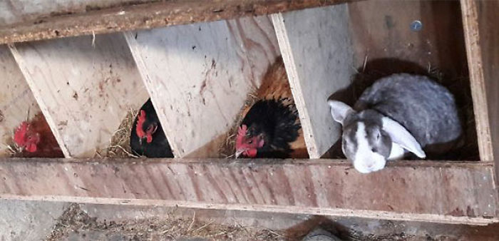 Badass Animals Who Don’t Care About Your Stupid Rules