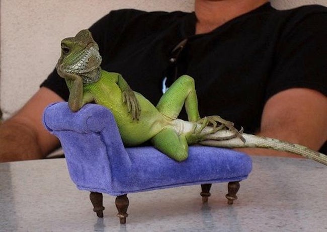 Funny Pictures of Animals Sitting Like People