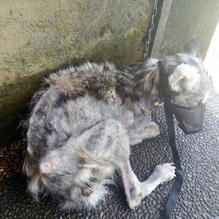 Man Found a Sick Stray Dog and nursed her to health