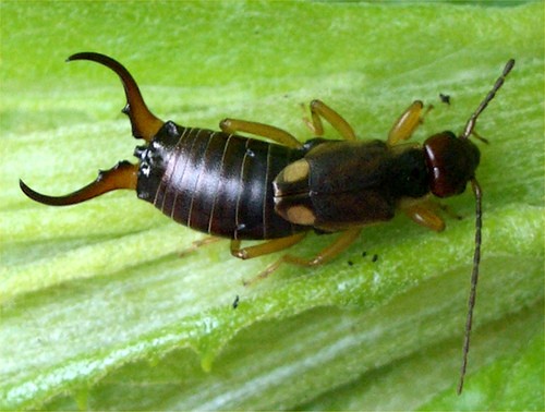 Earwigs