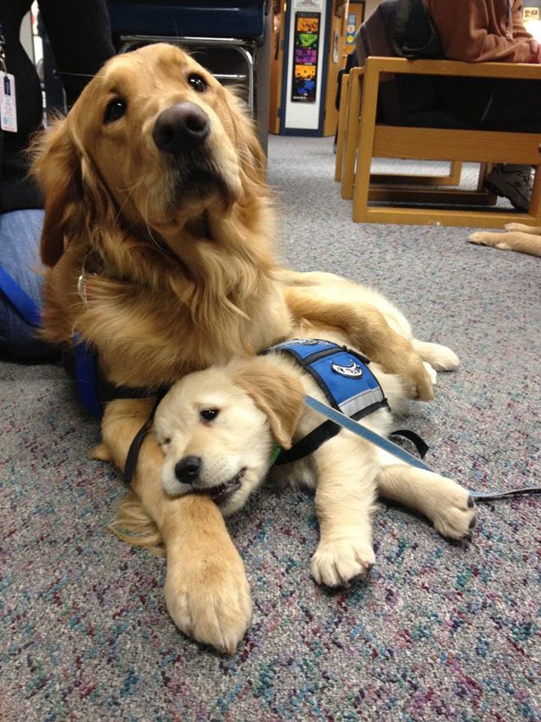 Puppies on Their First Days of Work That Will Make Your Day
