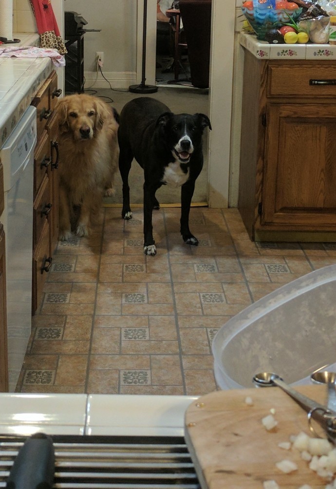 Cute Animals That Are Obsessed With Your Food