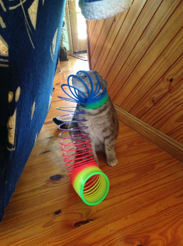 Cats Who Immediately Regretted Their Decisions