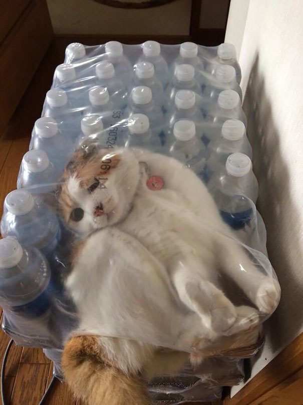 Cats Who Immediately Regretted Their Decisions