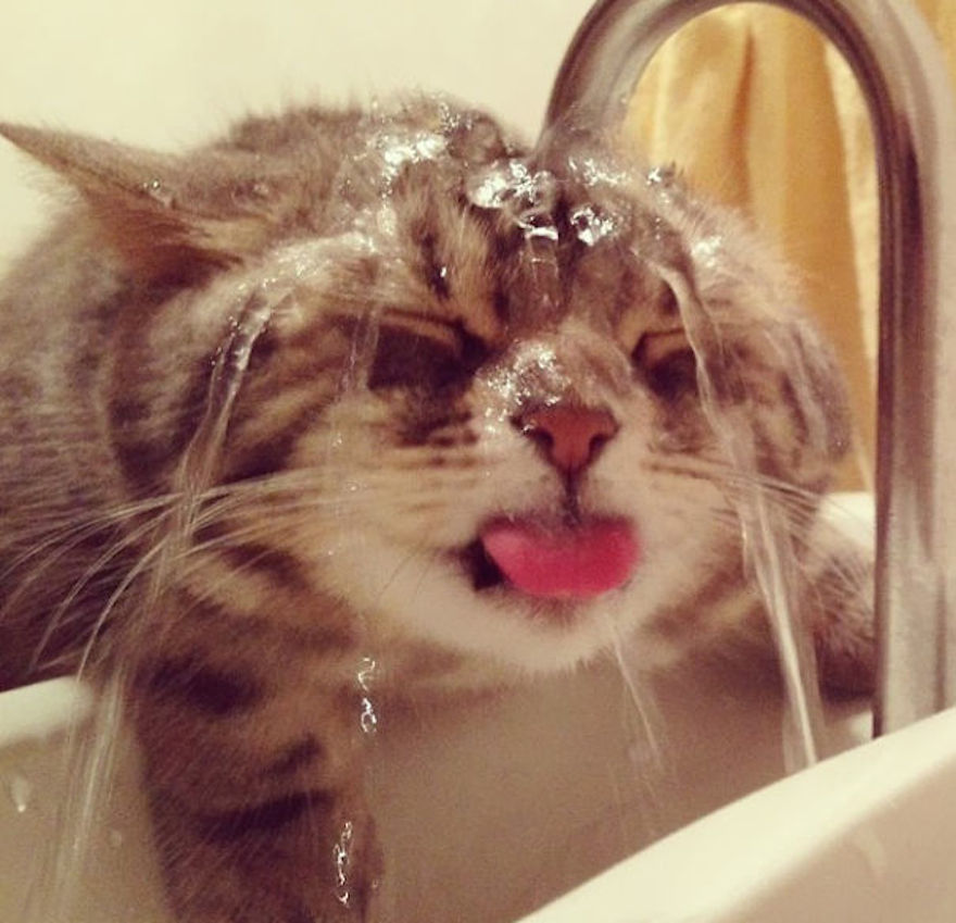 Crazy Cats That Actually Love Water