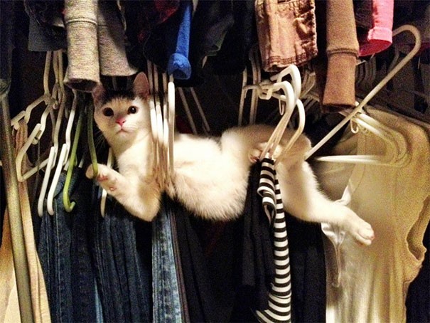 Cats Who Immediately Regretted Their Decisions