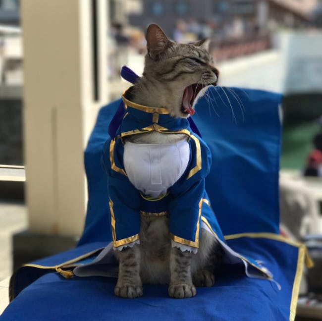 Cats Whose Anime Cosplay Is Better Than Yours