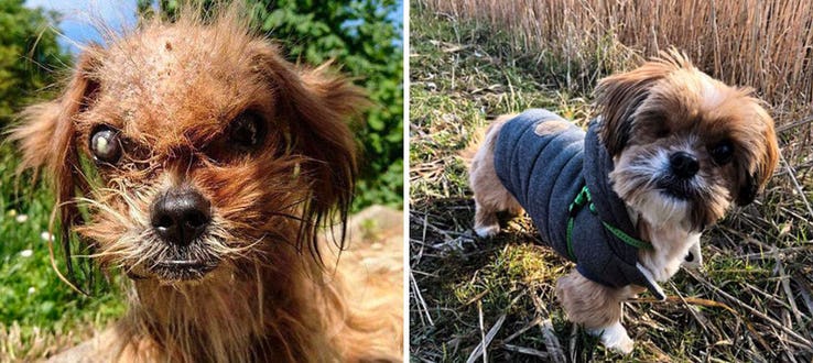 Heartwarming Transformation Of Pets Who Found Their Forever Home