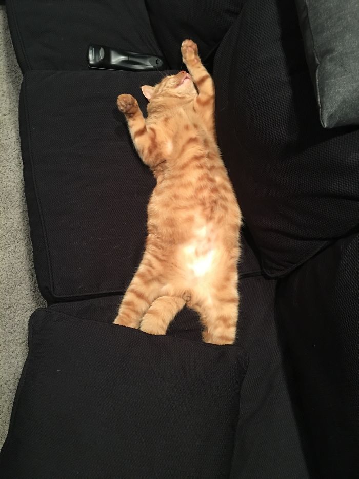 Funniest “I Don’t Own A Cat” Moments That Happened To People