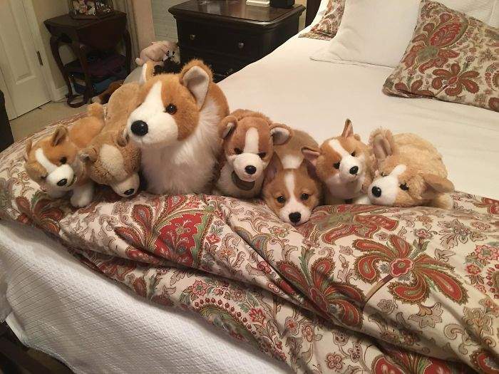 Hilariously Adorable Reasons Why the Queen Chose Corgis